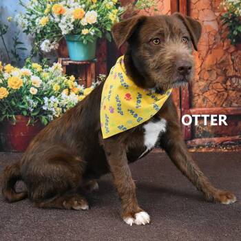 Chocolate Labrador Retriever and Mixed Breed Dogs Available for Adoption in Yuma, Arizona - Otter | PetCurious