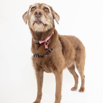 Addie 14450 -  Chesapeake Bay Retriever and Terrier Dog for Adoption in San Francisco, California - Addie 14450 | PetCurious