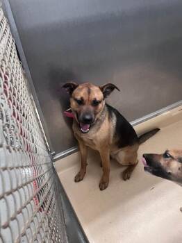 German Shepherd Dog and Mixed Breed Dogs Available for Adoption - Elle | PetCurious