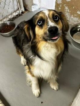 Low rider -  Australian Shepherd and Dachshund Dog for Adoption in Thompson Falls, Montana - Low Rider | PetCurious