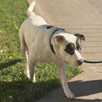 Ranger -  Pit Bull Terrier Dog for Adoption in Winston-salem, North Carolina - Ranger | PetCurious