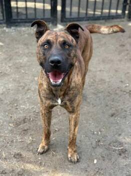 MARTY -  Pit Bull Terrier Dog for Adoption in Riverside, California - MARTY | PetCurious