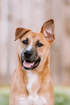 Rescue Shepherd and American Staffordshire Terrier Dogs for Adoption in Houston, Texas - Giallo | PetCurious