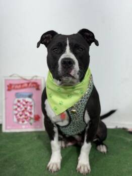 Amelia-One of our Amazing Rescue Dogs -  Staffordshire Bull Terrier and Pit Bull Terrier Dog for Adoption in Carlsbad, California - Amelia-One Of Our Amazing Rescue Dogs | PetCurious