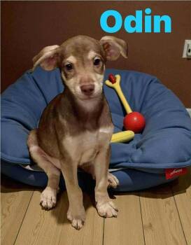 Rescue Chihuahua and Mixed Breed Dogs for Adoption in Severance, Colorado - Odin | PetCurious