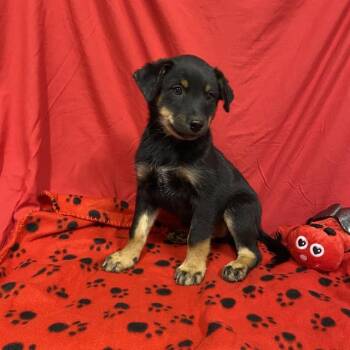 A614705 -  Australian Cattle Dog Blue Heeler and Mixed Breed Dog for Adoption in Modesto, California - A614705 | PetCurious