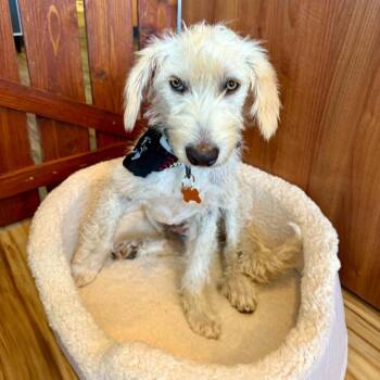 Murphy -  Wirehaired Terrier and Mixed Breed Dog for Adoption in Bend, Oregon - Murphy | PetCurious