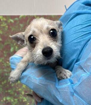 Big Bertha -  Terrier and Mixed Breed Dog for Adoption in San Antonio, Texas - Big Bertha | PetCurious