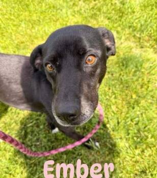 Ember -  Labrador Retriever and Mixed Breed Dog for Adoption in Hillsboro, Ohio - Ember | PetCurious