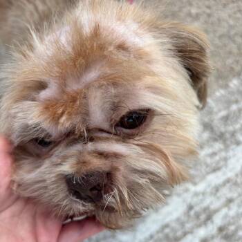 Teddy -  Shih Tzu Dog for Adoption in Houston, Texas - Teddy | PetCurious