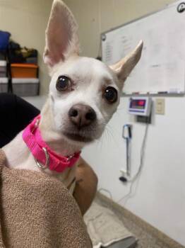 Rosie -  Chihuahua Dog for Adoption in Vancouver, Washington - Rosie | PetCurious