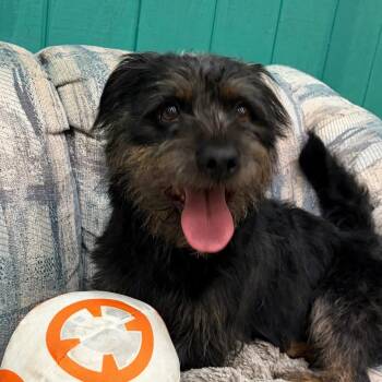 Venellope -  Terrier Dog for Adoption in Chico, California - Venellope | PetCurious