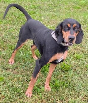 RAZOR -  Black And Tan Coonhound Dog for Adoption in Akron, Ohio - RAZOR | PetCurious