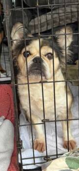 French Bulldog and Cavalier King Charles Spaniel Dogs Available for Adoption in Mary Esther, Florida - Reba | PetCurious