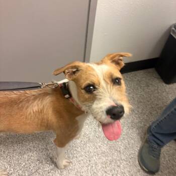 Biscuit -  Terrier and Mixed Breed Dog for Adoption in Taos, New Mexico - Biscuit | PetCurious