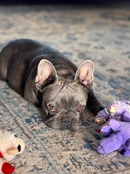 French Bulldog Dogs Available for Adoption in Phoenix, Arizona - Bow | PetCurious