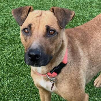 Shepherd and Terrier Dogs Available for Adoption in San Diego, California - Fantasia | PetCurious