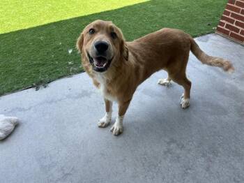 DANNY -  Great Pyrenees and Mixed Breed Dog for Adoption in Grand Prairie, Texas - DANNY | PetCurious