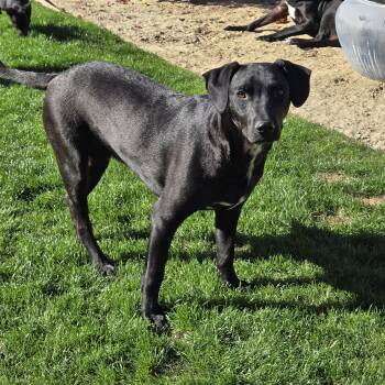 CASH -  Mixed Breed Dog for Adoption in Palm Desert, California - CASH | PetCurious