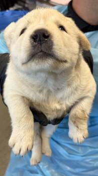 Starfish -  Husky and Mixed Breed Dog for Adoption in Fresno, California - Starfish | PetCurious