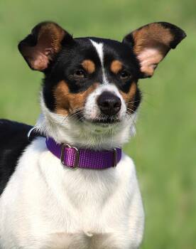 Rescue Jack Russell Terrier Dogs for Adoption in North Fort Myers, Florida - Scamp | PetCurious