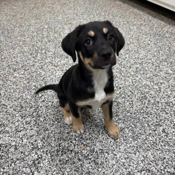 Shepherd and Pit Bull Terrier Dogs Available for Adoption - Ashley | PetCurious