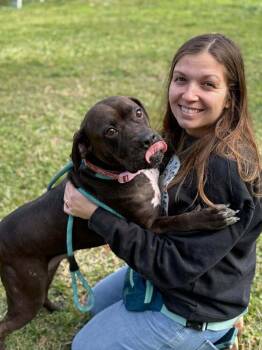 Pit Bull Terrier and American Bulldog Dogs Available for Adoption - Elsa (AVAILABLE 2/16) | PetCurious