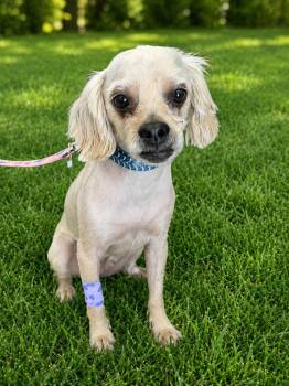 Teddy -  Yorkshire Terrier Dog for Adoption in Jefferson Hills, Pennsylvania - Teddy | PetCurious