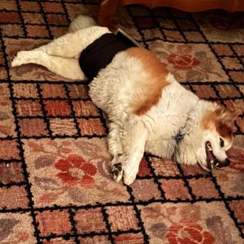 Toby -  Pomeranian and Chihuahua Dog for Adoption in Tunkhannock, Pennsylvania - Toby | PetCurious