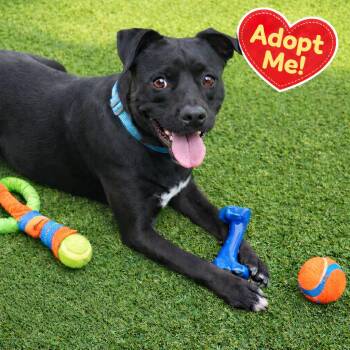 Black Labrador Retriever and Mixed Breed Dogs Available for Adoption - Nina | PetCurious