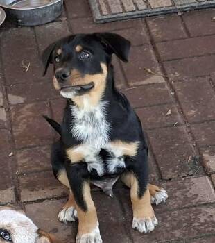 Fat albert -  Australian Cattle Dog Blue Heeler Dog for Adoption in Lakewood Ranch, Florida - Fat Albert | PetCurious