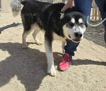 Rescue Alaskan Malamute Dogs for Adoption in Silver Springs, Nevada - Ryker | PetCurious