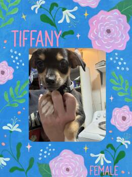 Tiffany -  Chihuahua Dog for Adoption in Eugene, Oregon - Tiffany | PetCurious
