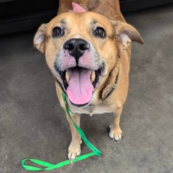 Rescue Terrier Dogs for Adoption in Tampa, Florida - Jason | PetCurious