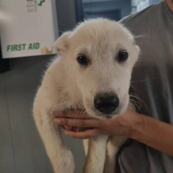 P46175 -  Great Pyrenees and German Shepherd Dog Dog for Adoption in Corsicana, Texas - P46175 | PetCurious