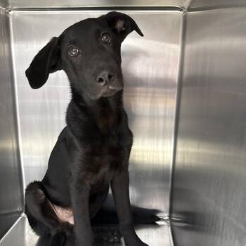 Heat Wave -  Labrador Retriever and Cattle Dog Dog for Adoption in Hattiesburg, Mississippi - Heat Wave | PetCurious
