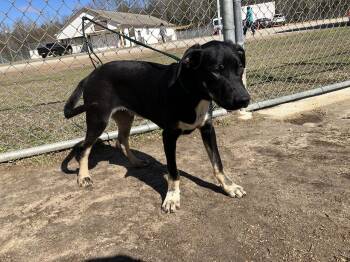 Shepherd and Mountain Cur Dogs Available for Adoption - Sincere Dixon | PetCurious