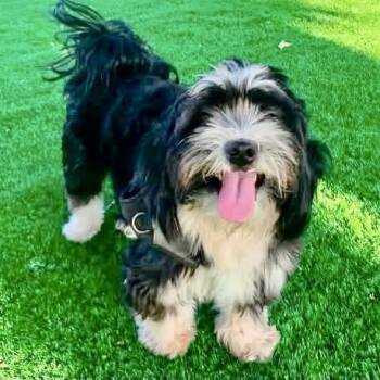 Ron Turner -  Havanese Dog for Adoption in Plano, Texas - Ron Turner | PetCurious