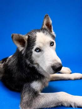 ARLO -  Mixed Breed Dog for Adoption in Jacksonville, Florida - ARLO | PetCurious
