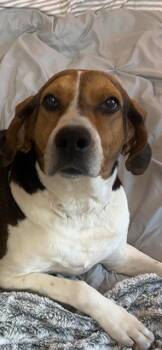 Coonhound Dogs Available for Adoption in Newaygo, Michigan - SADIE | PetCurious