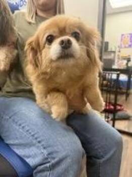 Dolly -  Pomapoo and Pekingese Dog for Adoption in Cashiers, North Carolina - Dolly | PetCurious
