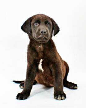 Jaimie -  Labrador Retriever and Mixed Breed Dog for Adoption in Morton Grove, Illinois - Jaimie | PetCurious