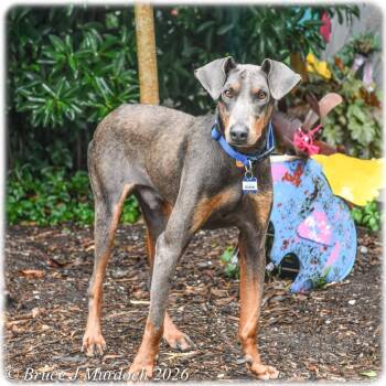 Spumoni -  Doberman Pinscher Dog for Adoption in Wake Forest, North Carolina - Spumoni | PetCurious