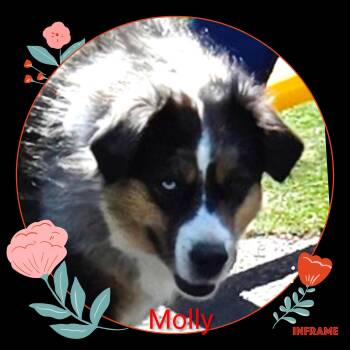 Rescue Australian Shepherd Dogs for Adoption in Fredericksburg, Virginia - Molly | PetCurious