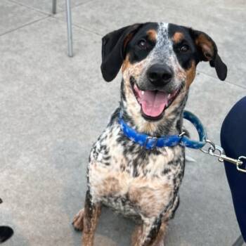 Cattle Dog and Bluetick Coonhound Dogs Available for Adoption in Akron, Ohio - Patsy  | PetCurious