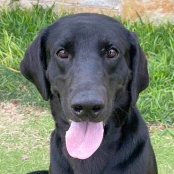 Rescue Black Labrador Retriever Dogs for Adoption in Dripping Springs, Texas - Royal | PetCurious