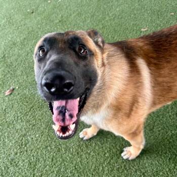 Goku -  Belgian Shepherd Malinois and Mixed Breed Dog for Adoption in Riverside, California - Goku | PetCurious