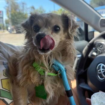 Branch -  Terrier Dog for Adoption in San Diego, California - Branch | PetCurious