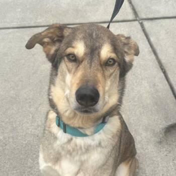 Milo -  Shepherd and Husky Dog for Adoption in Columbia, South Carolina - Milo | PetCurious
