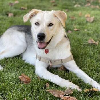 Rhea Ripley -  Husky Dog for Adoption in Stanwood, Washington - Rhea Ripley | PetCurious